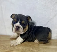 Winnie, a female English Bulldog for sale in Apple Creek, OH – 3 of 4