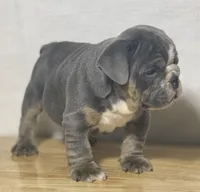 Millie, a female English Bulldog for sale in Apple Creek, OH – 2 of 7