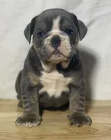 Millie, a female English Bulldog for sale in Apple Creek, OH – 6 of 7