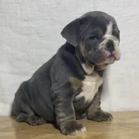 Millie, a female English Bulldog for sale in Apple Creek, OH – 5 of 7