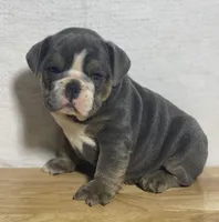 Millie, a female English Bulldog for sale in Apple Creek, OH – 7 of 7