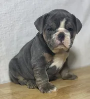 Millie, a female English Bulldog for sale in Apple Creek, OH – 1 of 7