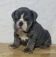 Millie, a female English Bulldog for sale in Apple Creek, OH – 3 of 7