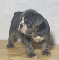 Millie, a female English Bulldog for sale in Apple Creek, OH – 4 of 7