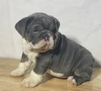 Stella, a female English Bulldog for sale in Apple Creek, OH – 3 of 6