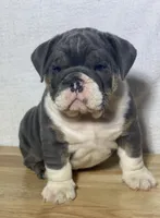 Stella, a female English Bulldog for sale in Apple Creek, OH – 2 of 6