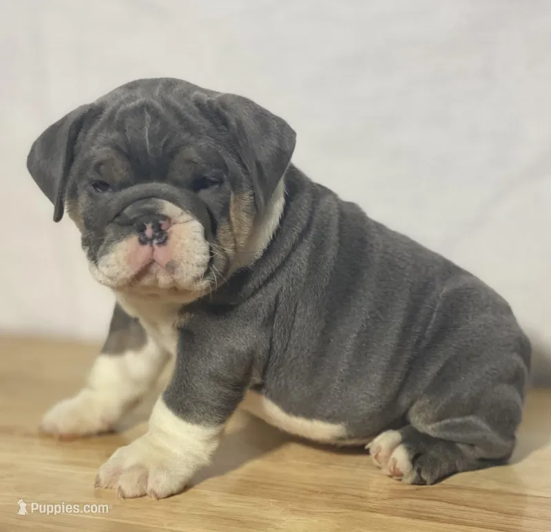 Stella – English Bulldog puppy for sale in Apple Creek, OH
