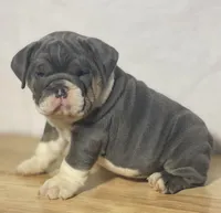 Stella, a female English Bulldog for sale in Apple Creek, OH – 1 of 6