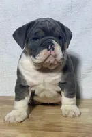 Stella, a female English Bulldog for sale in Apple Creek, OH – 5 of 6