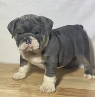Stella, a female English Bulldog for sale in Apple Creek, OH – 6 of 6
