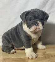 Stella, a female English Bulldog for sale in Apple Creek, OH – 4 of 6