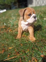 Darla, a female English Bulldog for sale in Apple Creek, OH – 3 of 6