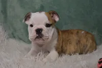 Winnie , a female English Bulldog for sale in Apple Creek, OH – 4 of 5