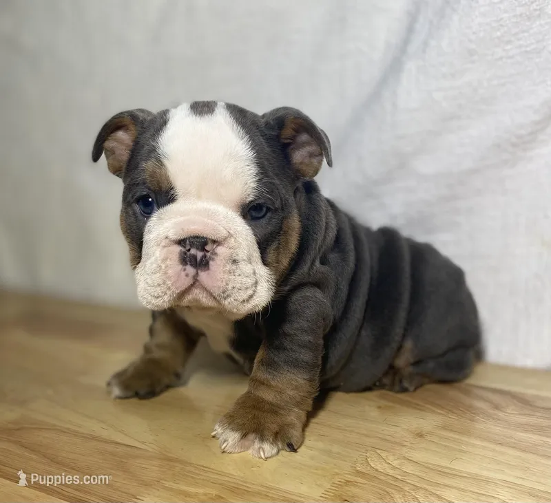 Cali – English Bulldog puppy for sale in Apple Creek, OH