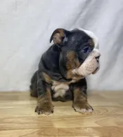 Cali, a female English Bulldog for sale in Apple Creek, OH – 3 of 4