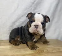 Cali, a female English Bulldog for sale in Apple Creek, OH – 4 of 4