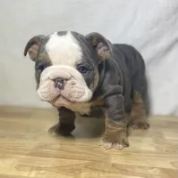 Cali, a female English Bulldog for sale in Apple Creek, OH – 2 of 4