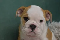 Zara, a female English Bulldog for sale in Apple Creek, OH – 3 of 5
