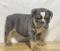 Shelby, a female English Bulldog for sale in Apple Creek, OH – 5 of 5