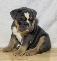 Shelby, a female English Bulldog for sale in Apple Creek, OH – 4 of 5