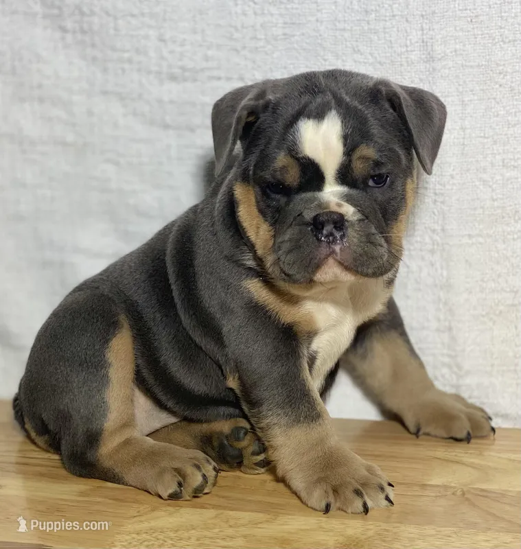 Shelby – English Bulldog puppy for sale in Apple Creek, OH