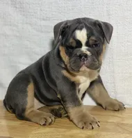 Shelby, a female English Bulldog for sale in Apple Creek, OH – 1 of 5