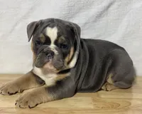 Shelby, a female English Bulldog for sale in Apple Creek, OH – 3 of 5