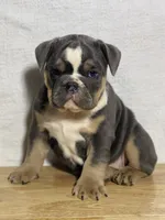 Shelby, a female English Bulldog for sale in Apple Creek, OH – 2 of 5
