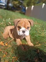 Darla, a female English Bulldog for sale in Apple Creek, OH – 2 of 6