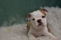 Winnie , a female English Bulldog for sale in Apple Creek, OH – 2 of 5