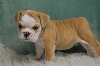 Otis , a male English Bulldog for sale in Apple Creek, OH – 4 of 7