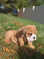 Darla, a female English Bulldog for sale in Apple Creek, OH – 6 of 6