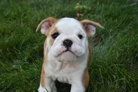 Otis , a male English Bulldog for sale in Apple Creek, OH – 3 of 7
