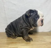 Tank, a male English Bulldog for sale in Apple Creek, OH – 4 of 6