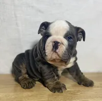 Tank, a male English Bulldog for sale in Apple Creek, OH – 2 of 6