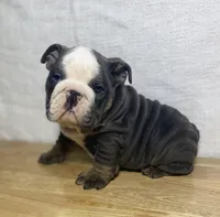 Tank, a male English Bulldog for sale in Apple Creek, OH – 6 of 6