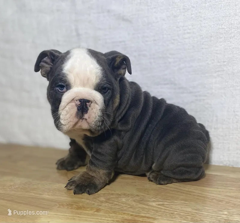 Tank – English Bulldog puppy for sale in Apple Creek, OH