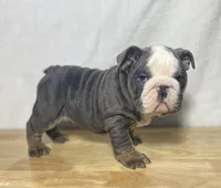 Tank, a male English Bulldog for sale in Apple Creek, OH – 5 of 6