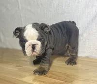 Tank, a male English Bulldog for sale in Apple Creek, OH – 3 of 6