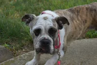 Allie, a female English Bulldog and Beagle for sale in Apple Creek, OH – 2 of 3