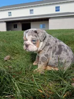 Pebbles , a female English Bulldog for sale in Apple Creek, OH – 3 of 6