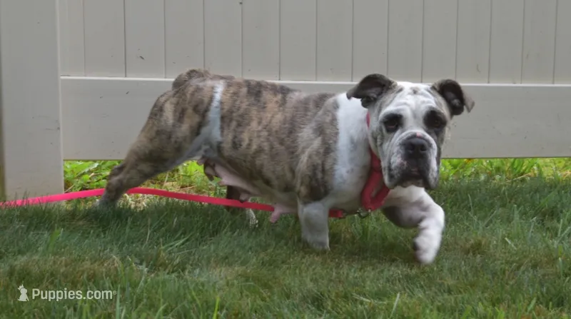 Allie – English Bulldog, Beagle puppy for sale in Apple Creek, OH