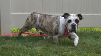 Allie, a female English Bulldog and Beagle for sale in Apple Creek, OH – 1 of 3