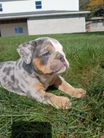 Pebbles , a female English Bulldog for sale in Apple Creek, OH – 6 of 6