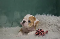 Maggie , a female English Bulldog for sale in Apple Creek, OH – 5 of 5
