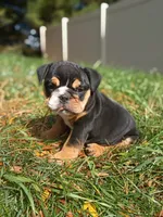 Tank, a male English Bulldog for sale in Apple Creek, OH – 6 of 7