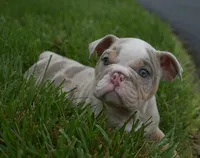 Henry , a male English Bulldog for sale in Apple Creek, OH – 4 of 4