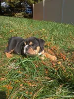 Tank, a male English Bulldog for sale in Apple Creek, OH – 7 of 7