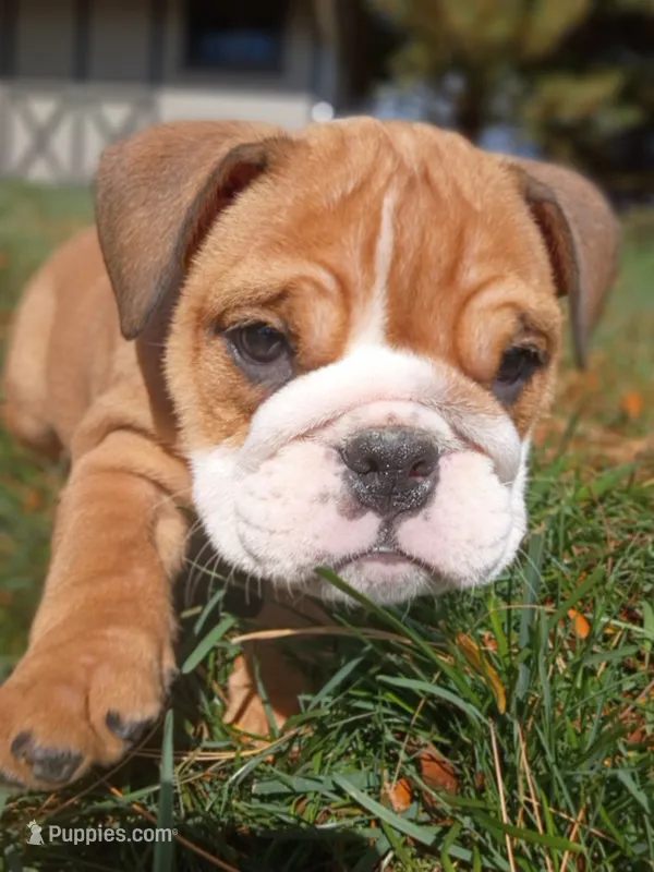 Darla – English Bulldog puppy for sale in Apple Creek, OH