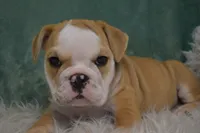 Otis , a male English Bulldog for sale in Apple Creek, OH – 6 of 7